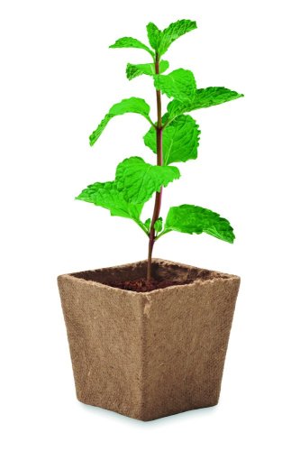 Sada na pěstování máty Sada na pěstování máty